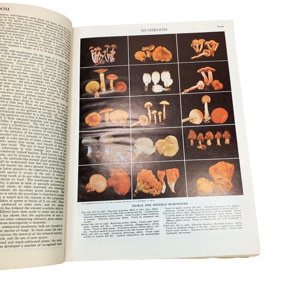 1959 Edition Encyclopedia Britannica Vtg HC Volume 16 MUSHR to OZON Education - Picture 9 of 16